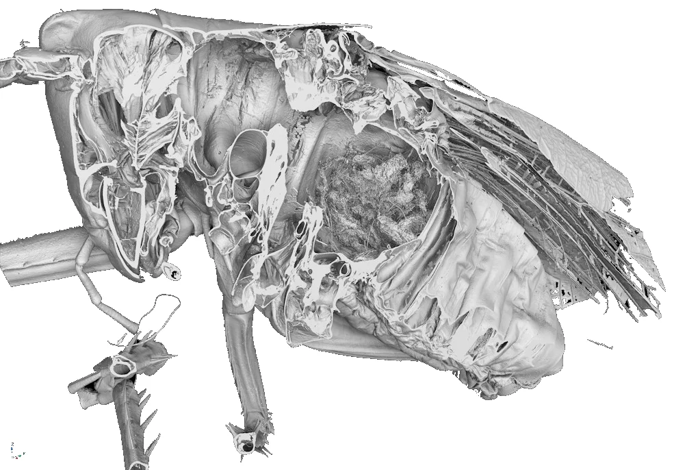 CT-Aufnahme einer Heuschrecke mit 10 Mikrometer Voxelgröße: innere Muskelstrukturen und Tracheen sichtbar